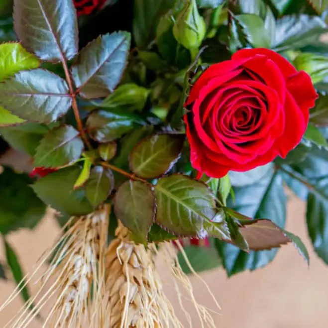 Comprar Kokedama Sant Jordi en Barcelona | Rosas Sant Jordi