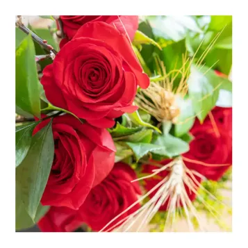 Compra Cono de 12 Rosas Rojas en Barcelona | Rosas Sant Jordi