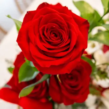 Comprar Cajita de Madera con 5 Rosas + Peluche en Barcelona | Flores San Valentín