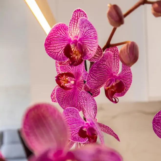 Compra Phalaenopsis en Caixeta de Fusta amb Peluix Mimós a Barcelona | Flors Sant Valentí