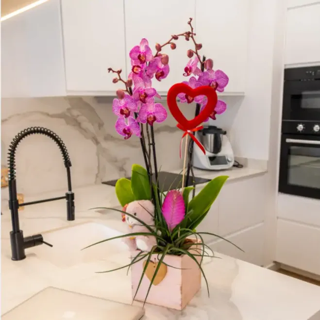 Compra Phalaenopsis en Caixeta de Fusta amb Peluix Mimós a Barcelona | Flors Sant Valentí