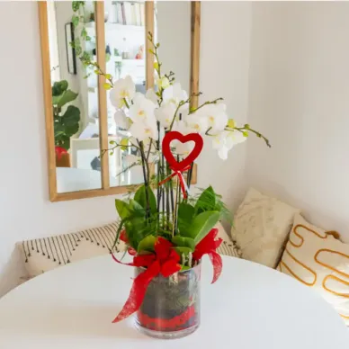 Comprar Cilindro de Orquideas Phalaenopsis Blanca en Barcelona | Flores San Valentín