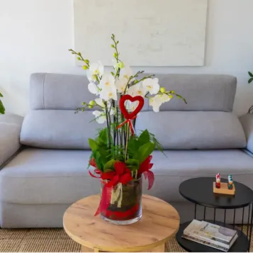 Comprar Cilindro de Orquideas Phalaenopsis Blanca en Barcelona | Flores San Valentín