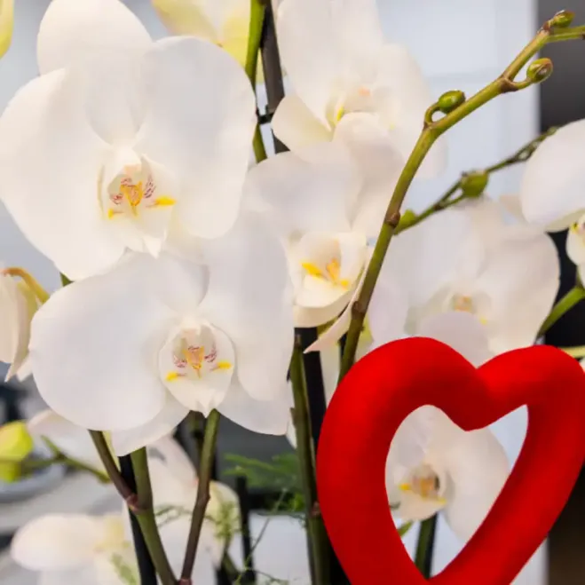 Comprar Cilindro de Orquideas Phalaenopsis Blanca en Barcelona | Flores San Valentín