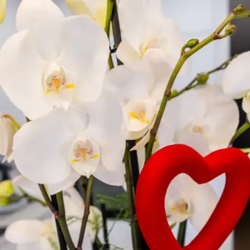 Comprar Cilindro de Orquideas Phalaenopsis Blanca en Barcelona | Flores San Valentín