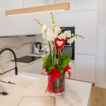 Comprar Cilindro de Orquideas Phalaenopsis Blanca en Barcelona | Flores San Valentín