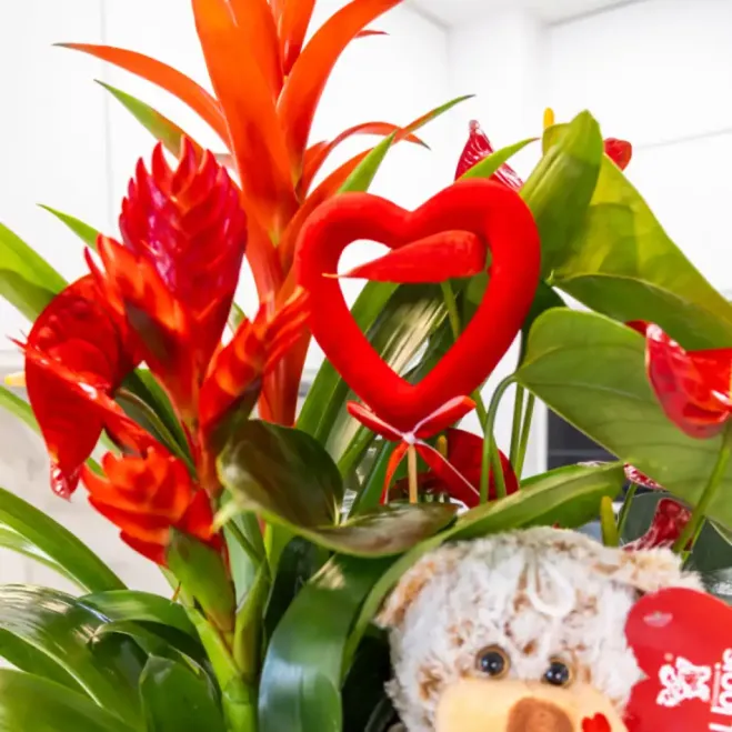 Comprar Centro de Guzmania y Anthurium en Barcelona | Flores San Valentín