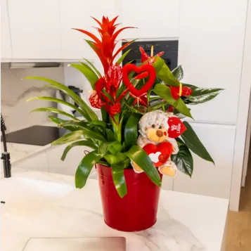 Comprar Centro de Guzmania y Anthurium en Barcelona | Flores San Valentín