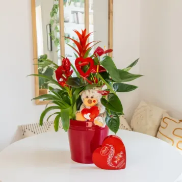 Comprar Centro de Guzmania y Anthurium en Barcelona | Flores San Valentín