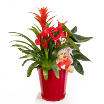 Compra Centre de Guzmania i Anthurium a Barcelona | Flors Sant Valentí