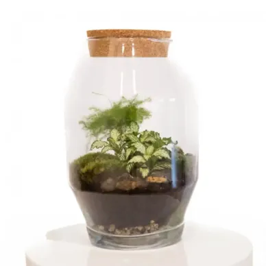 Comprar Terrario Kenya en Barcelona | Terrarios de Plantas