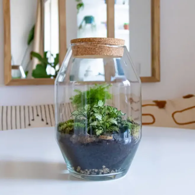 Comprar Terrario Kenya en Barcelona | Terrarios de Plantas