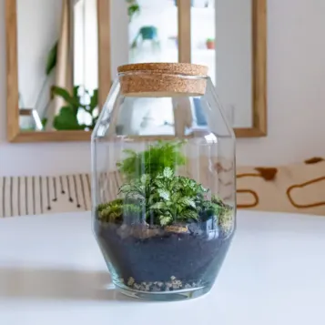 Comprar Terrario Kenya en Barcelona | Terrarios de Plantas