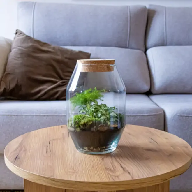 Comprar Terrario Kenya en Barcelona | Terrarios de Plantas