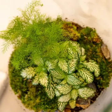 Comprar Terrario Kenya en Barcelona | Terrarios de Plantas