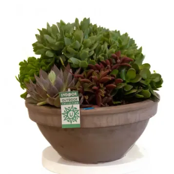Compra Terrari Crassbowl a Barcelona | Terrari de Plantes