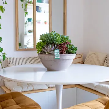 Compra Terrari Crassbowl a Barcelona | Terrari de Plantes