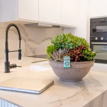 Compra Terrari Crassbowl a Barcelona | Terrari de Plantes