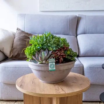 Compra Terrari Crassbowl a Barcelona | Terrari de Plantes