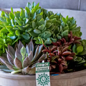 Compra Terrari Crassbowl a Barcelona | Terrari de Plantes