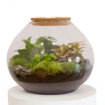 Comprar Terrario Ghana en Barcelona | Terrarios de Plantas