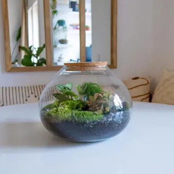 Comprar Terrario Ghana en Barcelona | Terrarios de Plantas