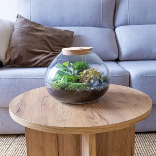 Comprar Terrario Ghana en Barcelona | Terrarios de Plantas