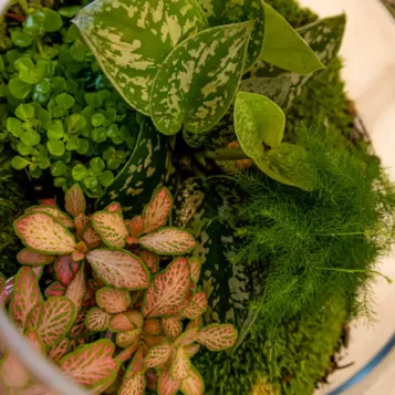 Comprar Terrario Ghana en Barcelona | Terrarios de Plantas