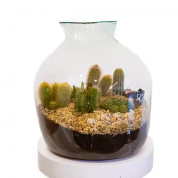 Comprar Terrario Tabernas en Barcelona | Terrarios de Plantas