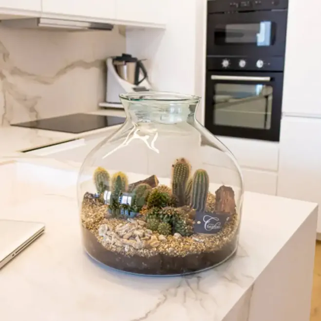 Compra Terrari Tavernes a Barcelona | Terraris de Plantes