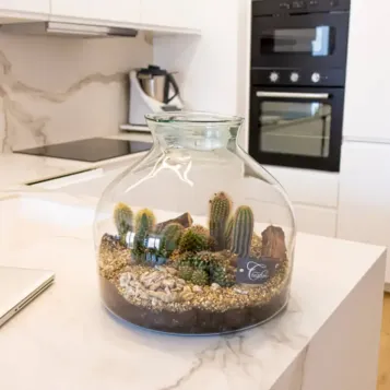 Comprar Terrario Tabernas en Barcelona | Terrarios de Plantas