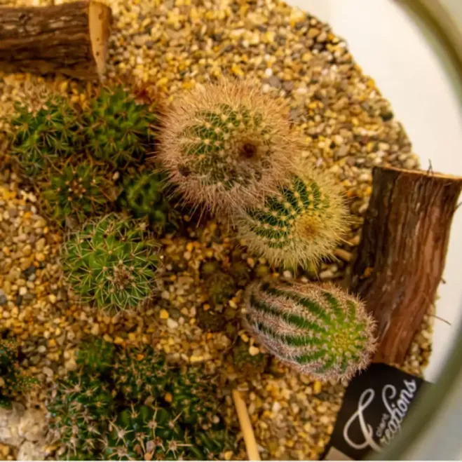 Compra Terrari Tavernes a Barcelona | Terraris de Plantes