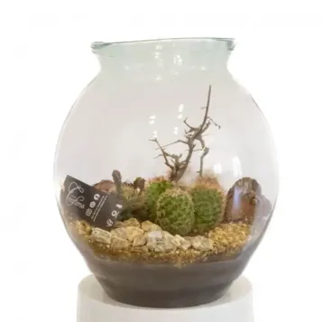 Comprar Terrario Carcross en Barcelona | Terrarios de Plantas