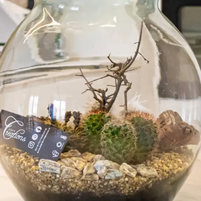 Compra Terrari Carcross a Barcelona | Terraris de Plantes