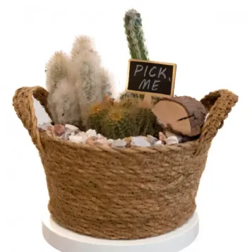 Comprar Gobi en Barcelona | Plantas