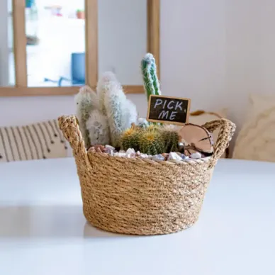 Comprar Gobi en Barcelona | Plantas 2