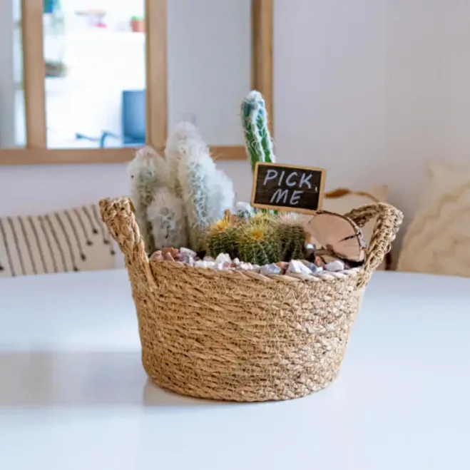 Comprar Gobi en Barcelona | Plantas