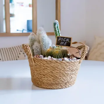 Comprar Gobi en Barcelona | Plantas