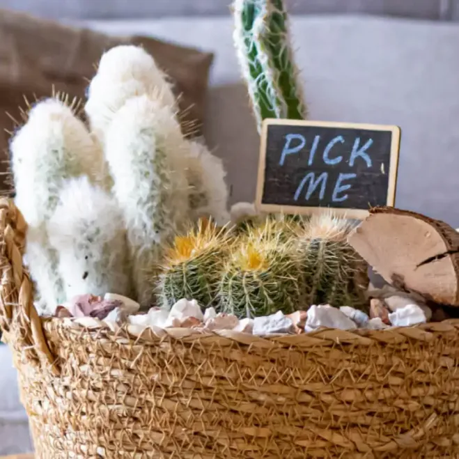 Comprar Gobi en Barcelona | Plantas