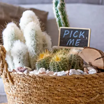 Comprar Gobi en Barcelona | Plantas