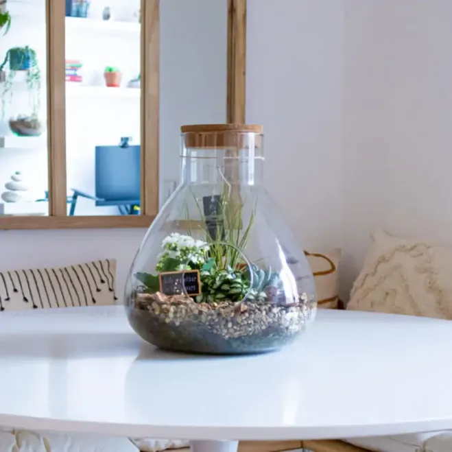 Comprar Terrario Senegal en Barcelona | Plantas