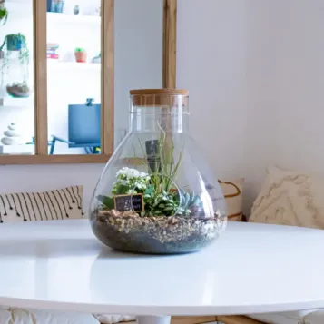 Comprar Terrario Senegal en Barcelona | Plantas