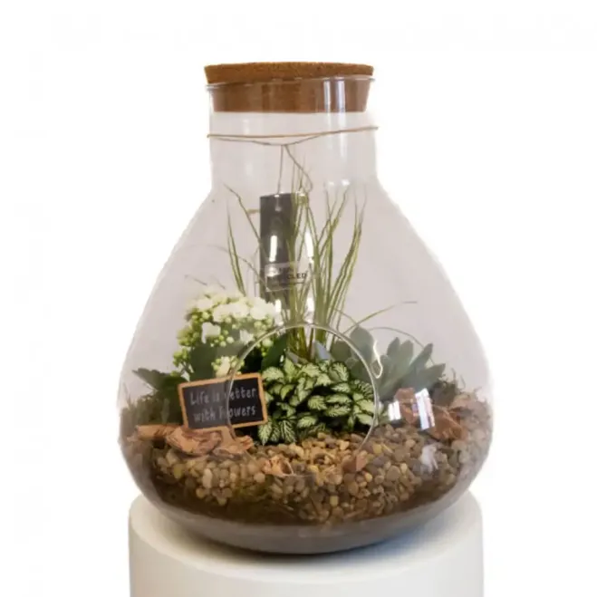 Comprar Terrario Senegal en Barcelona | Plantas