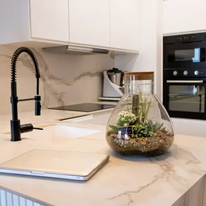 Comprar Terrario Senegal en Barcelona | Plantas