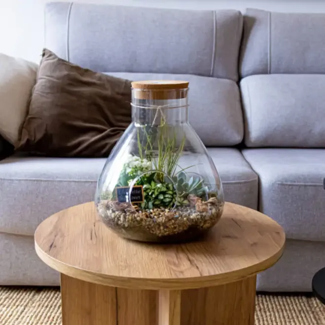 Comprar Terrario Senegal en Barcelona | Plantas