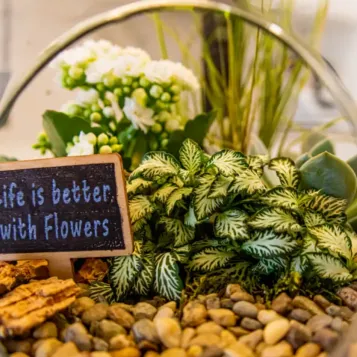 Comprar Terrario Senegal en Barcelona | Plantas