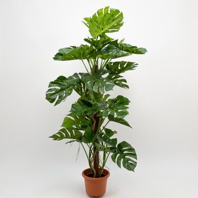 Philodendro Monstera