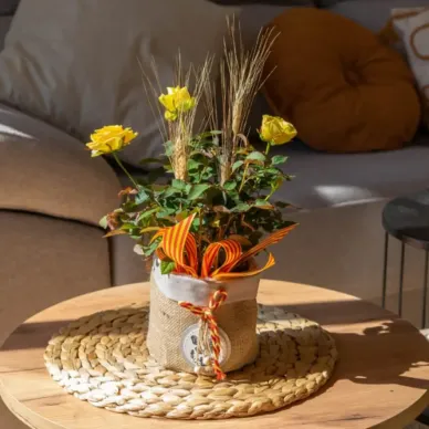 Comprar Planta Mini Rosal en Barcelona | Rosas Sant Jordi