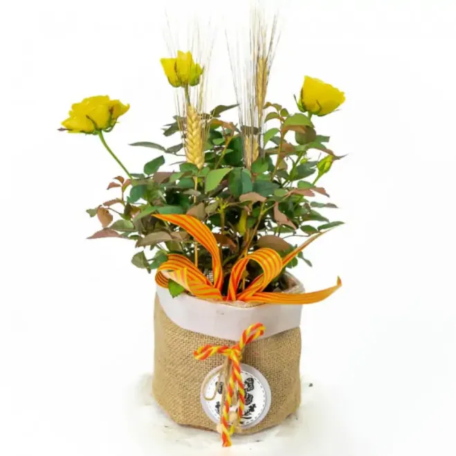 Compra Planta Mini Roser a Barcelona | Roses Sant Jordi