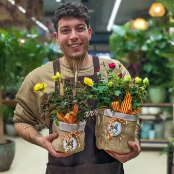 Compra Planta Mini Roser a Barcelona | Roses Sant Jordi